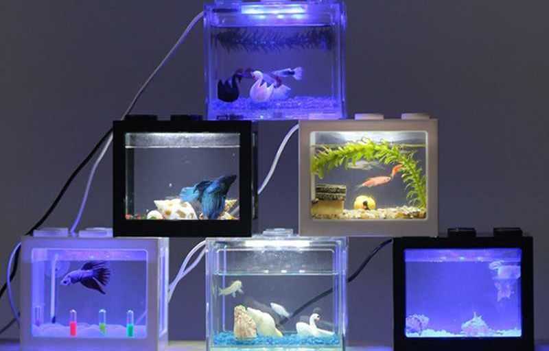 Cara Menjaga Kebersihan Akuarium Ikan Cupang agar Tetap Sehat