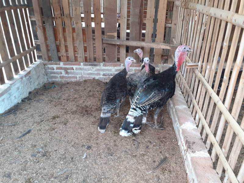 Cara Menjaga Kebersihan Kandang Kalkun agar Terhindar dari Penyakit