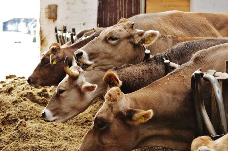 Cara Menjaga Kesehatan Sapi Potong agar Tidak Mudah Sakit