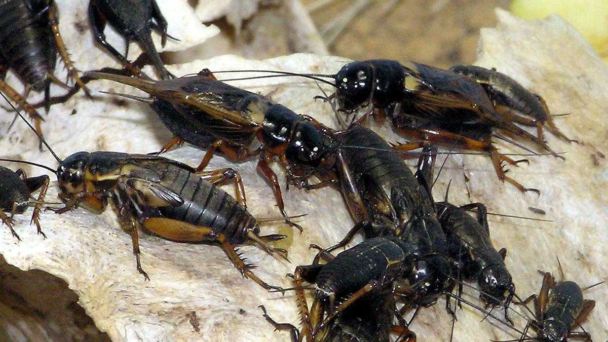 Cara Mudah Beternak Jangkrik untuk Pemula agar Sukses