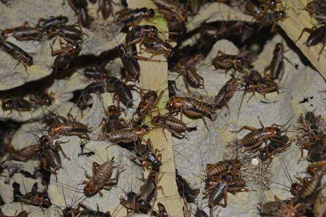 Dampak Perubahan Lingkungan terhadap Populasi Jangkrik di Alam