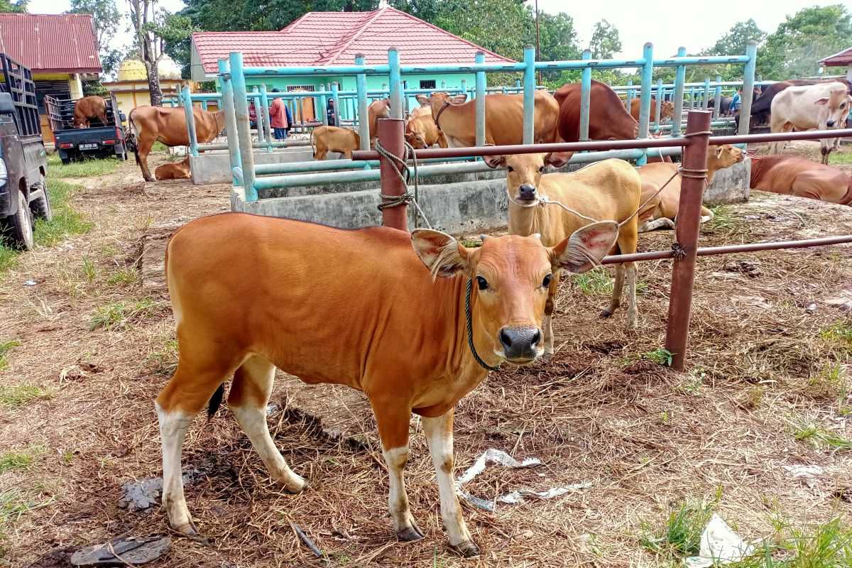 Faktor yang Mempengaruhi Harga dan Pasar Kerbau di Indonesia