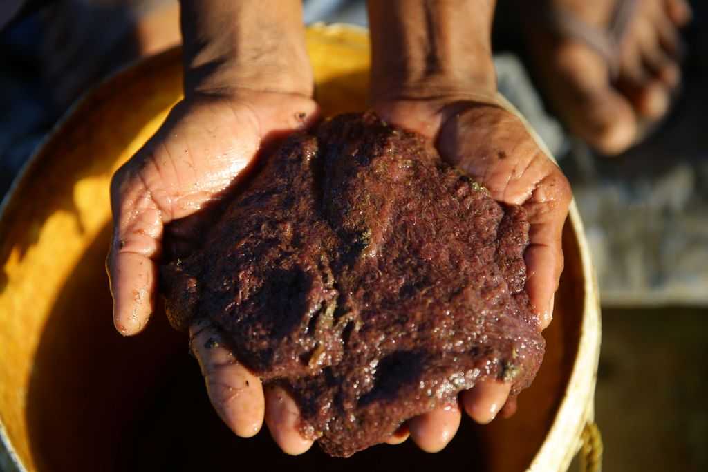 Jenis Makanan yang Baik untuk Pertumbuhan Ikan Cupang