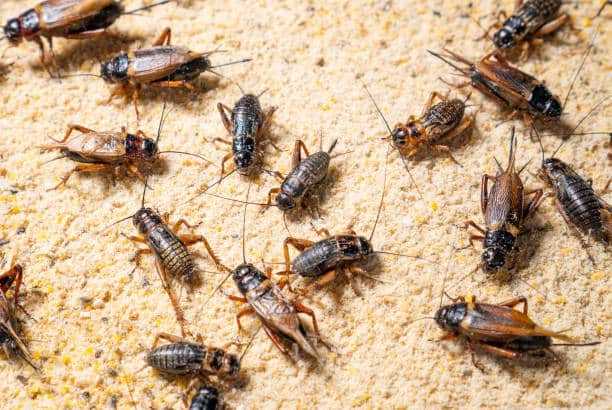 Kandungan Nutrisi Jangkrik dan Manfaatnya bagi Ternak