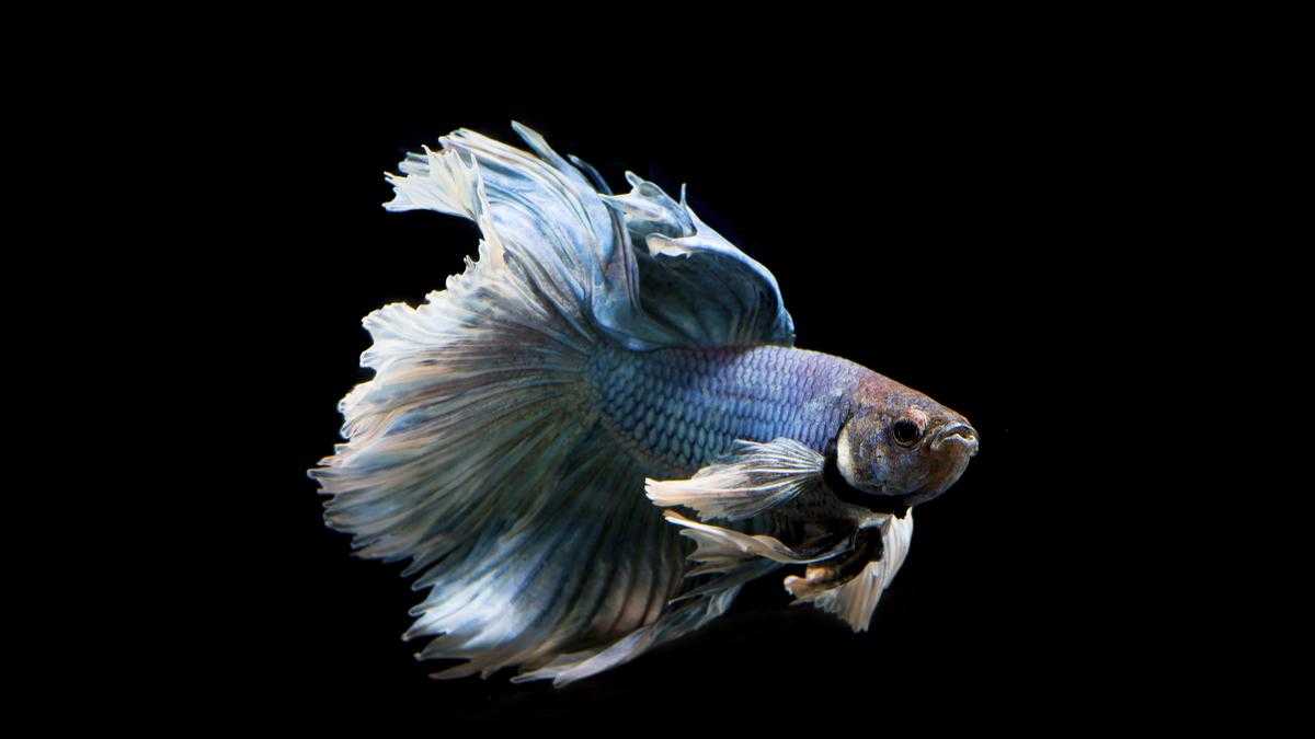 Kesalahan Umum dalam Merawat Ikan Cupang yang Harus Dihindari