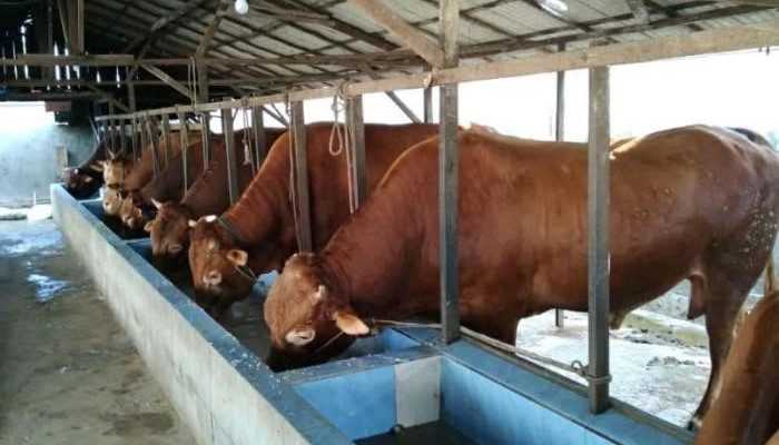 Kesalahan yang Harus Dihindari dalam Beternak Sapi Potong
