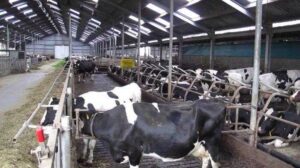 Keuntungan Beternak Sapi Potong dengan Sistem Modern