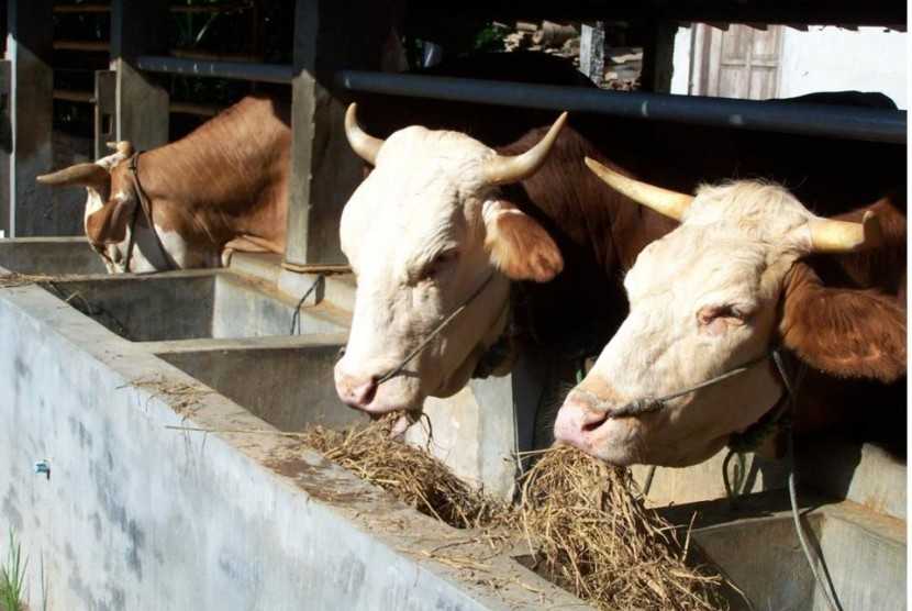 Manajemen Pakan Terbaik untuk Sapi Potong Sehat