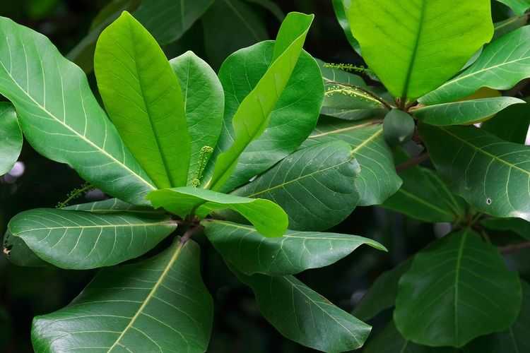 Manfaat Daun Ketapang bagi Kesehatan Ikan Cupang Peliharaan