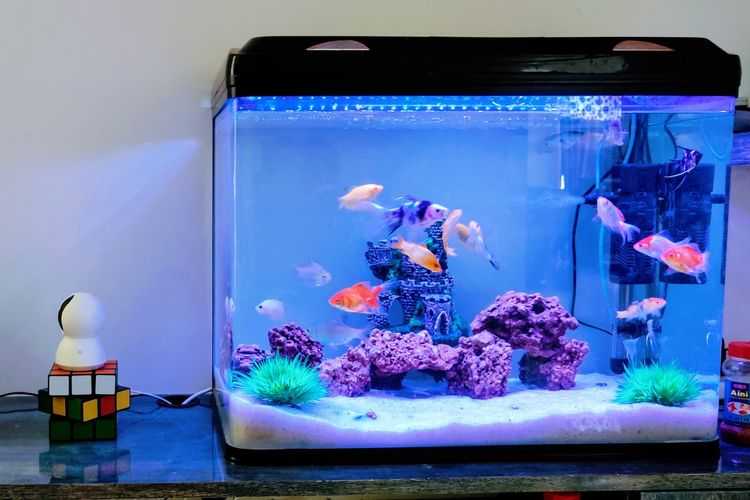 Panduan Lengkap Memilih Akuarium Ikan Cupang yang Nyaman