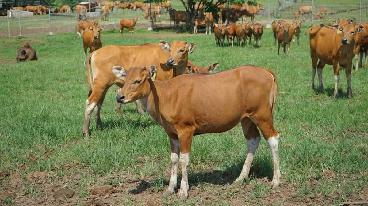 Panduan Memilih Bibit Sapi Potong Berkualitas Tinggi