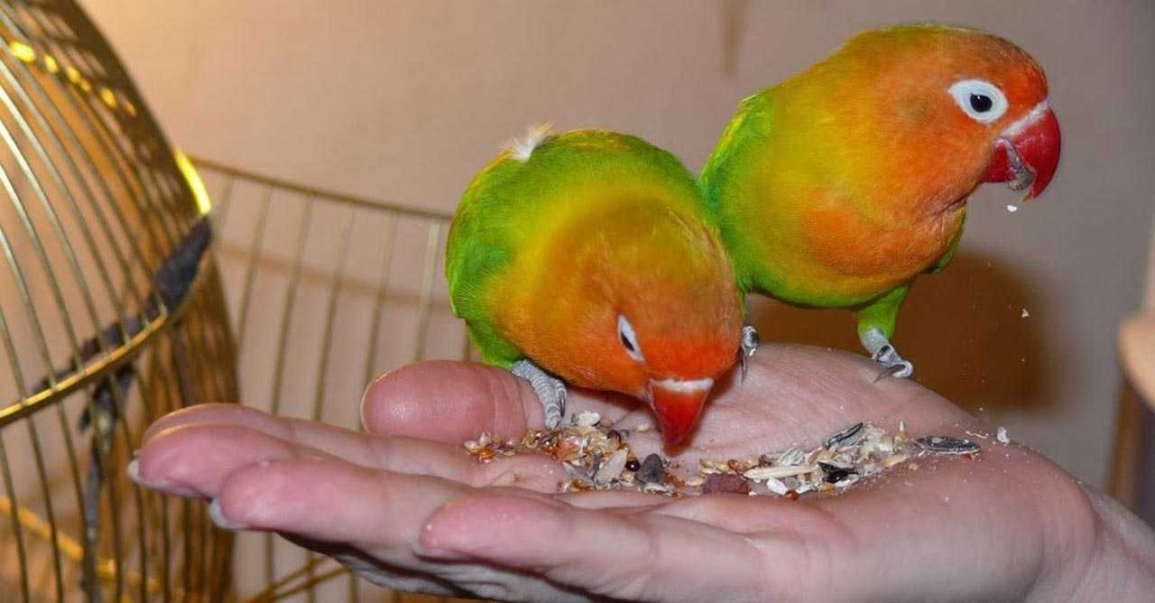 Panduan Mengatasi Lovebird yang Tidak Mau Makan