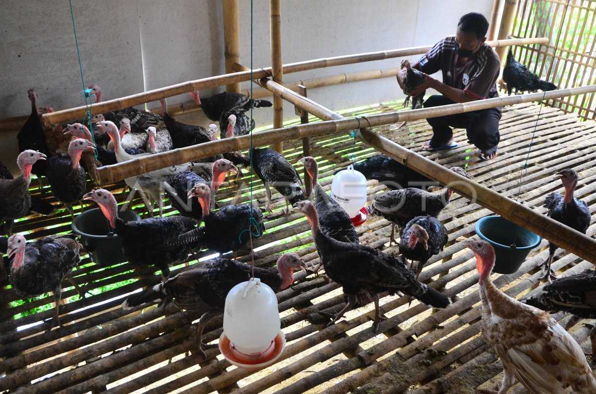 Peluang Bisnis Kalkun yang Menjanjikan dan Strategi Pemasarannya