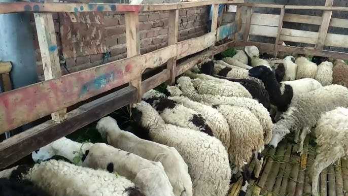Penyakit yang Sering Menyerang Domba Lokal serta Cara Pencegahannya