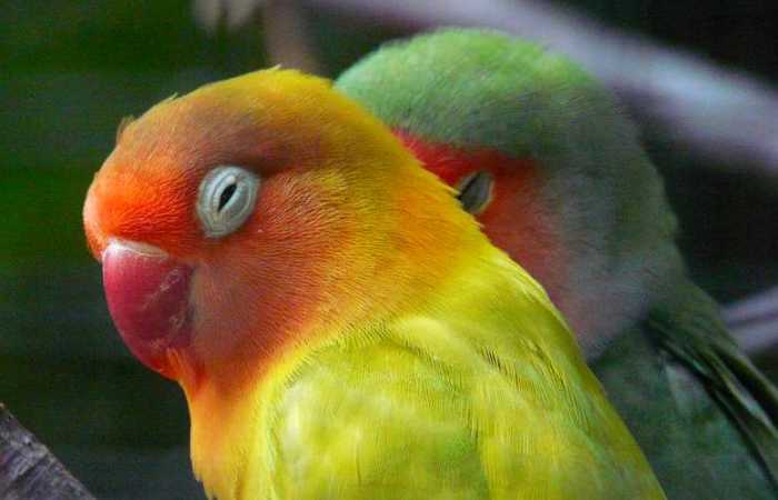 Penyebab Burung Lovebird Stres dan Cara Mengatasinya