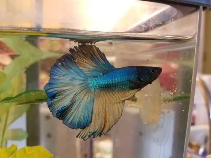 Penyebab Warna Ikan Cupang Memudar dan Cara Mengatasinya