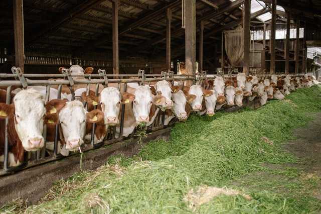 Perbandingan Metode Ternak Sapi Potong Tradisional dan Modern