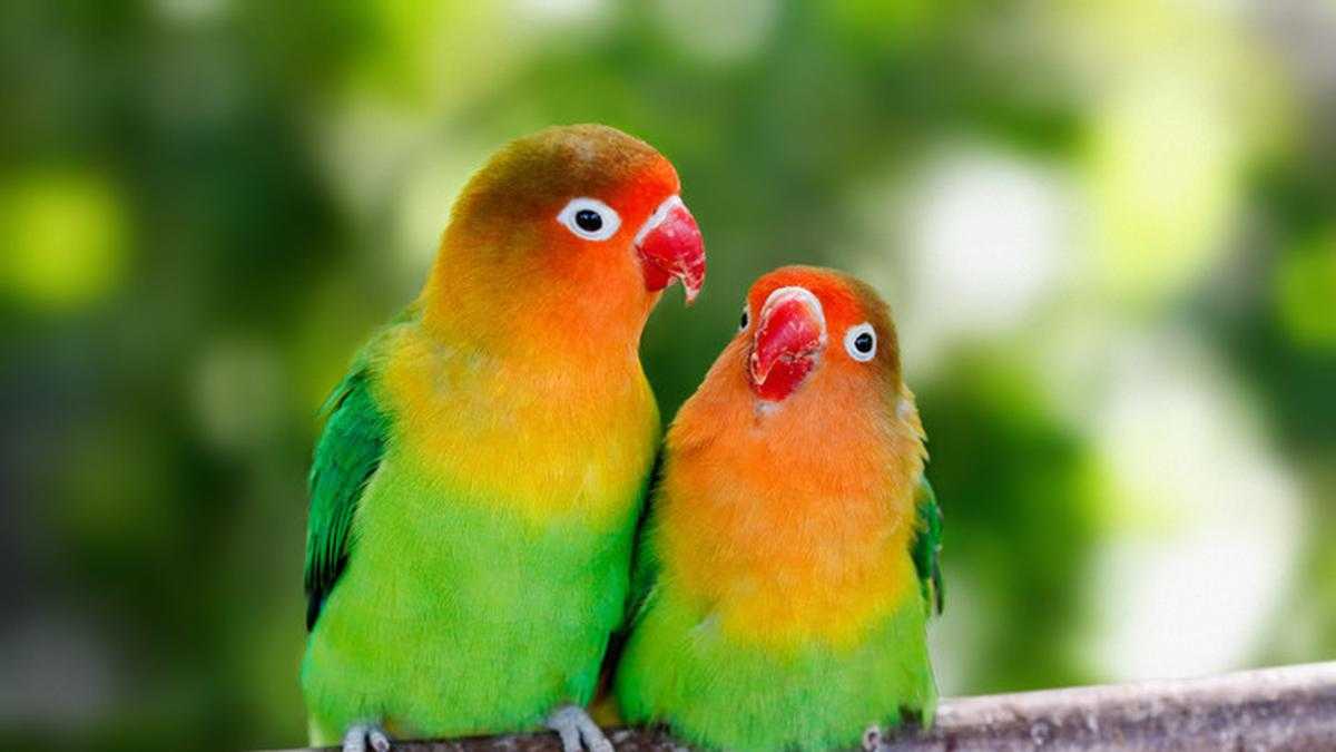 Perbedaan Lovebird Lokal dan Impor yang Wajib Diketahui