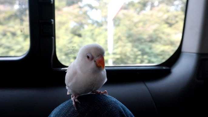 Persiapan Membawa Burung Lovebird dalam Perjalanan Jauh