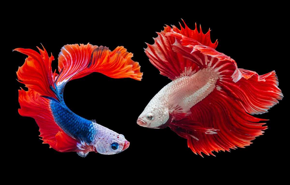 Persiapan Sebelum Memelihara Ikan Cupang bagi Pemula yang Baru
