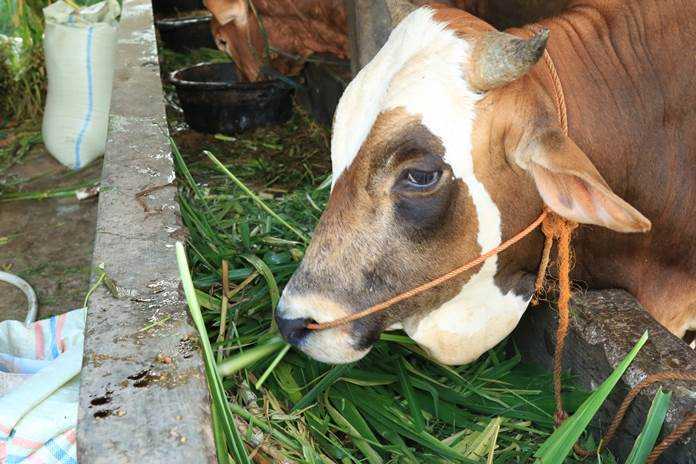 Pola Pemberian Pakan yang Tepat untuk Sapi Potong Sehat