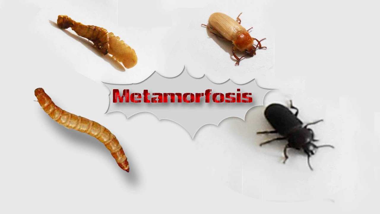 Proses Metamorfosis Ulat Hongkong dari Larva hingga Kumbang