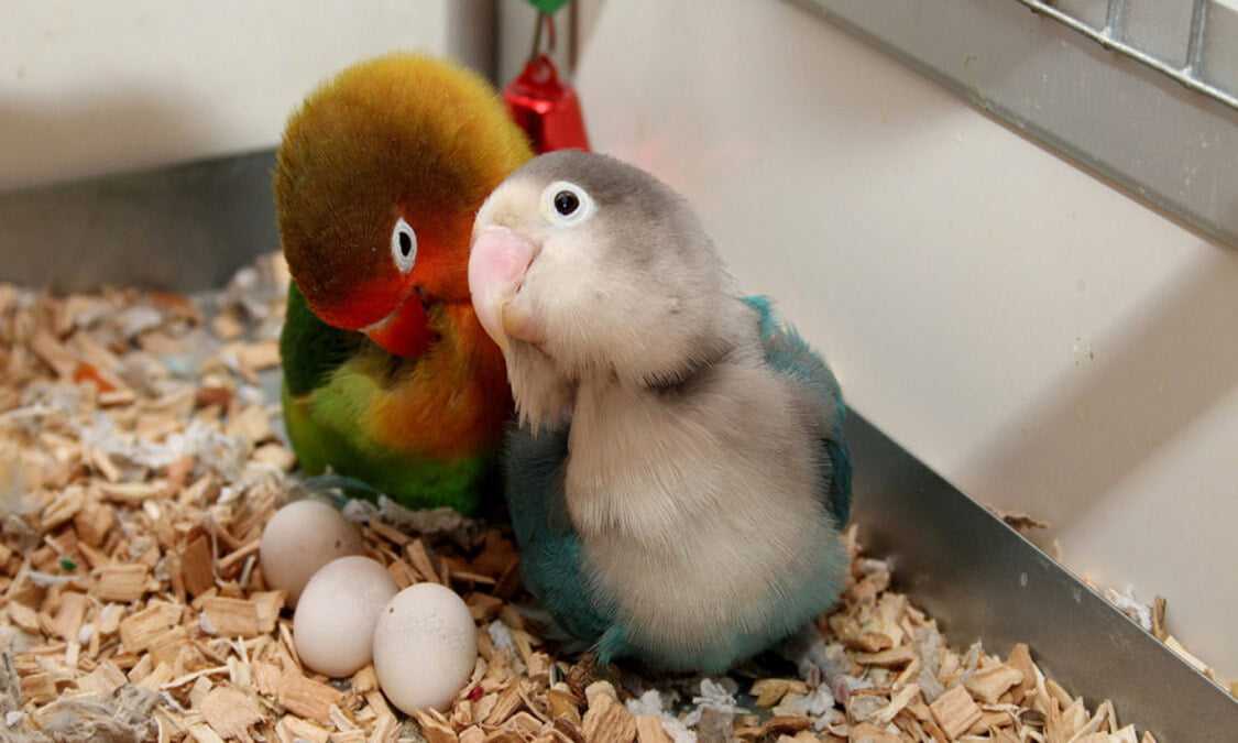 Rahasia Agar Burung Lovebird Cepat Bertelur dan Menetas