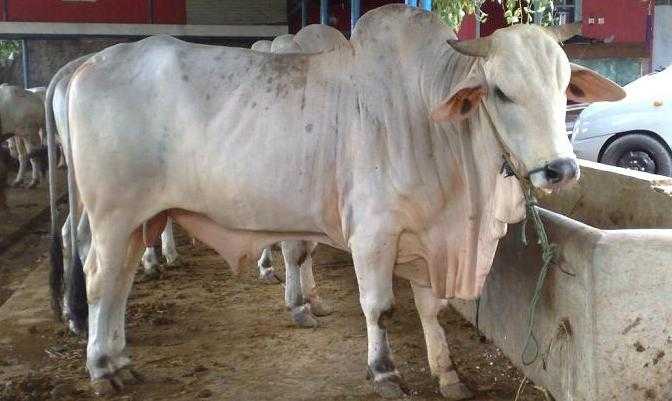 Rahasia Meningkatkan Bobot Sapi Potong Secara Efektif