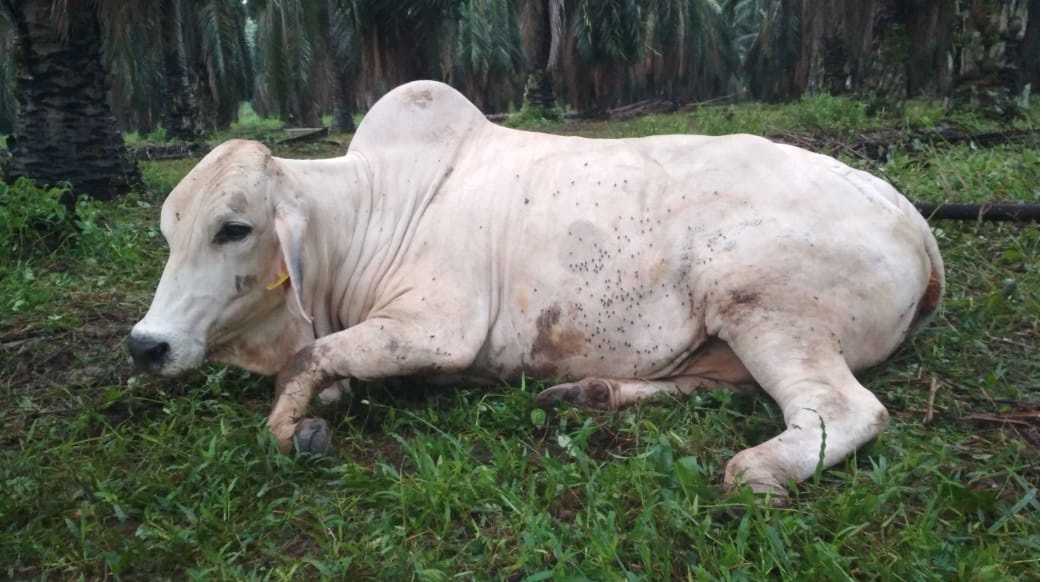Strategi Mengatasi Penyakit yang Sering Menyerang Sapi Potong