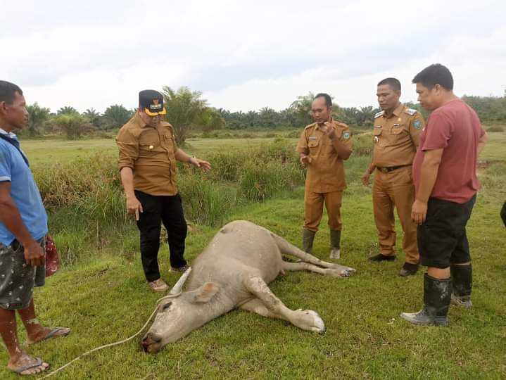 Strategi Pencegahan Penyakit yang Sering Menyerang Kerbau