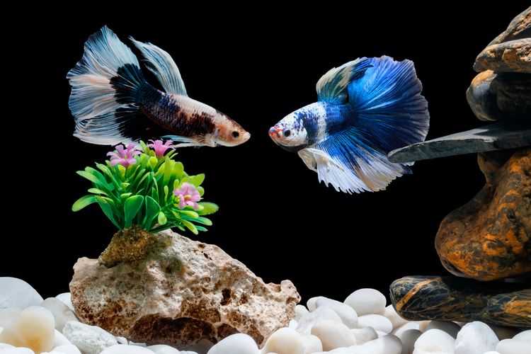 Tahapan Pertumbuhan Ikan Cupang dari Burayak hingga Dewasa