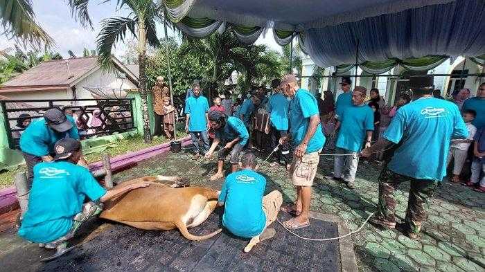 Teknik Pemotongan Sapi yang Baik untuk Kualitas Daging Maksimal