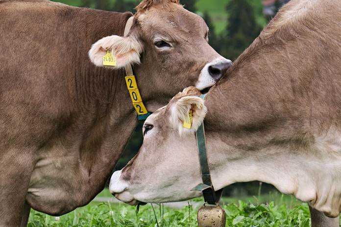 Teknik Perkawinan Sapi Potong yang Efektif untuk Hasil Optimal