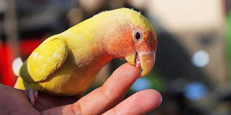 Tips Membuat Lovebird Cepat Jinak dan Mudah Diatur