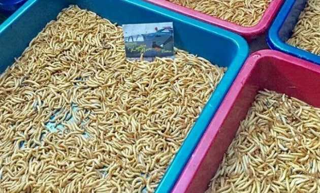 Cara Membuat Tempat Ternak Ulat Hongkong yang Efisien