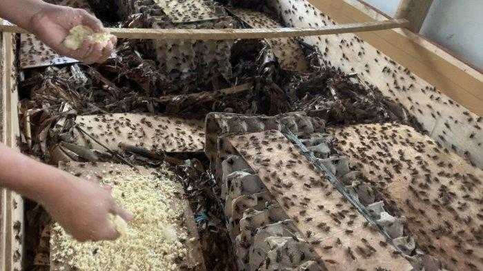 7 Teknik Pembiakan Jangkrik yang Efektif untuk Produksi Maksimal