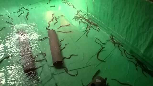 Bagaimana Cara Membuat Tempat Persembunyian Sidat di Kolam