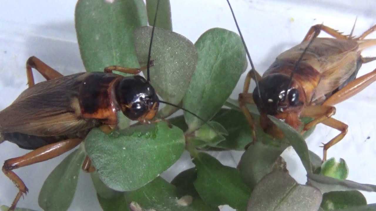 Cara Membuat Pakan Alami untuk Jangkrik agar Lebih Sehat