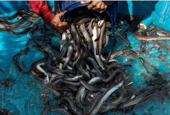 Cara Mengatasi Sidat yang Tidak Mau Makan di Kolam