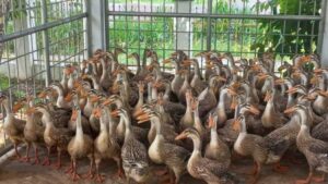 Cara Meningkatkan Kesuburan dan Reproduksi Itik Petelur