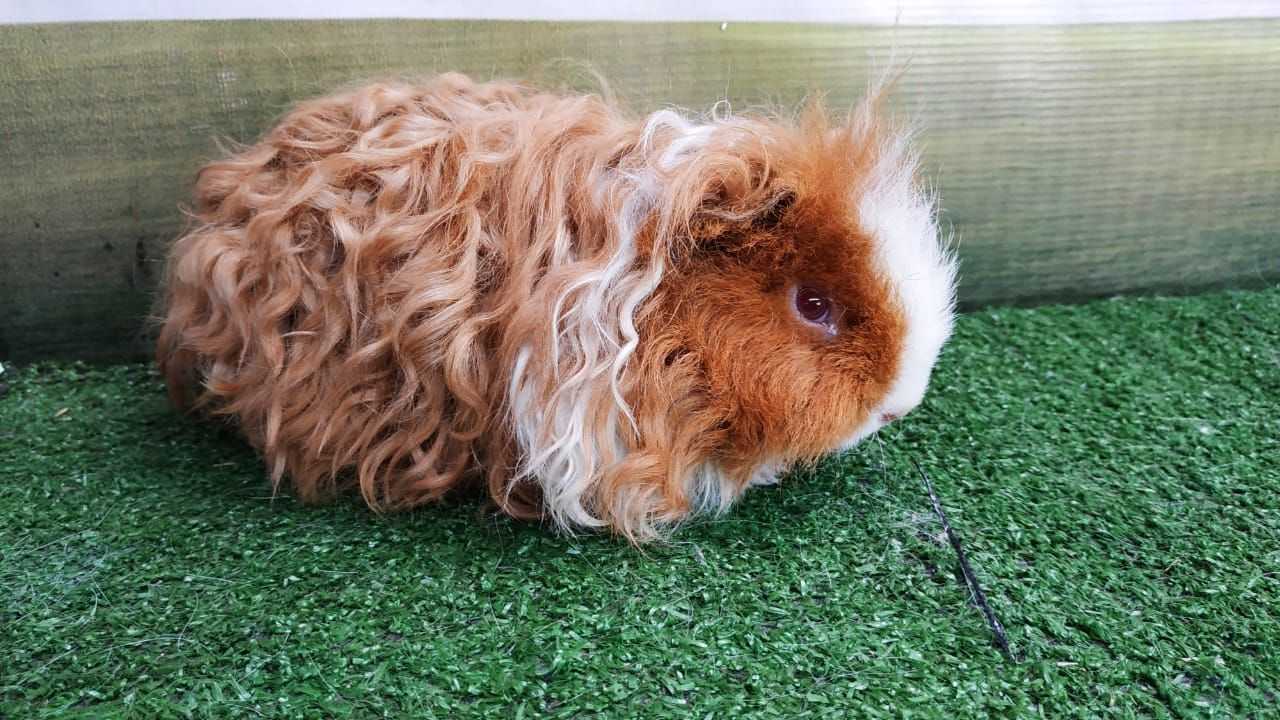 Cara Menjaga Kesehatan Bulu Marmut agar Tetap Lembut