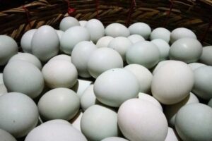 Peran Cahaya dalam Meningkatkan Produktivitas Itik Petelur
