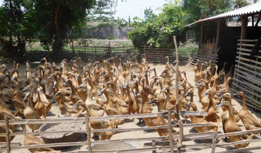 Strategi Menekan Biaya Produksi dalam Usaha Itik Petelur agar Lebih Efisien