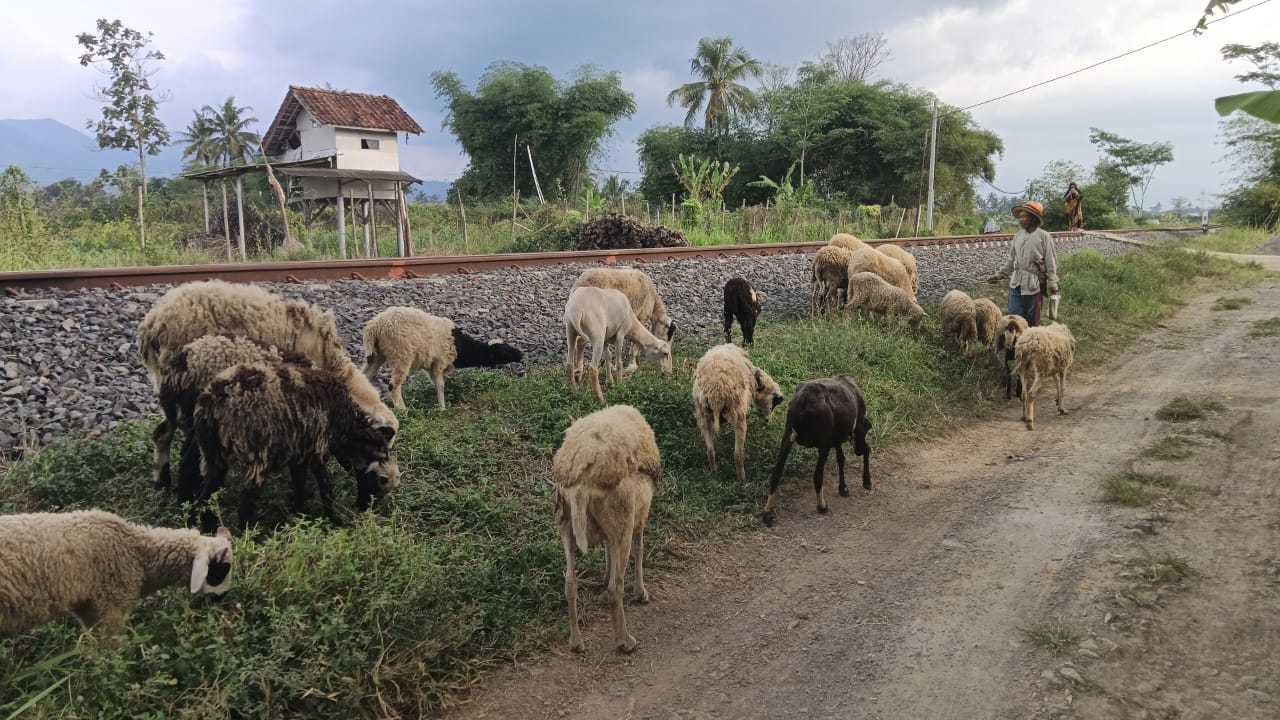Tantangan yang Dihadapi Peternak dalam Budidaya Domba Lokal