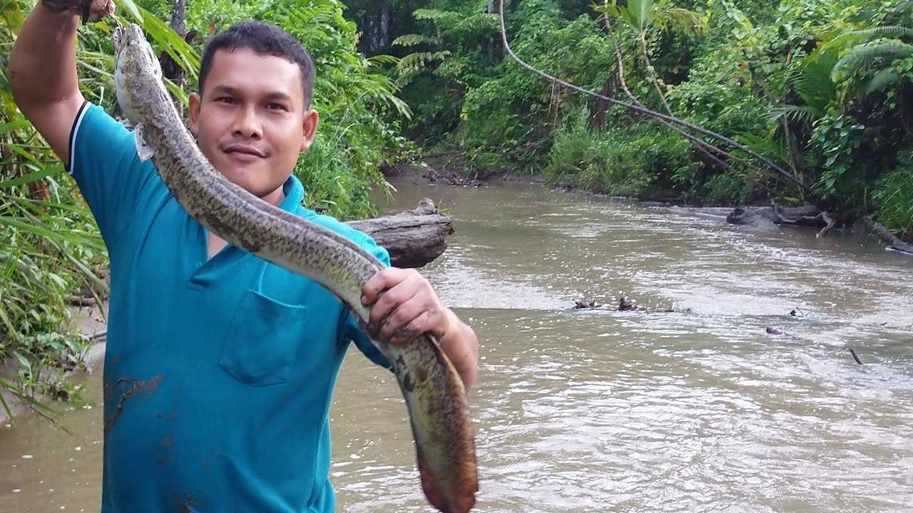 Teknik Memancing Sidat Menggunakan Kail Khusus dan Umpan Hidup