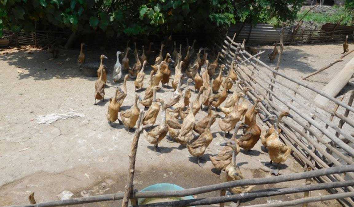 Cara Mengoptimalkan Masa Produksi Itik Petelur agar Lebih Lama