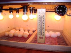 Cara Meningkatkan Daya Tetas Telur Itik dengan Efektif