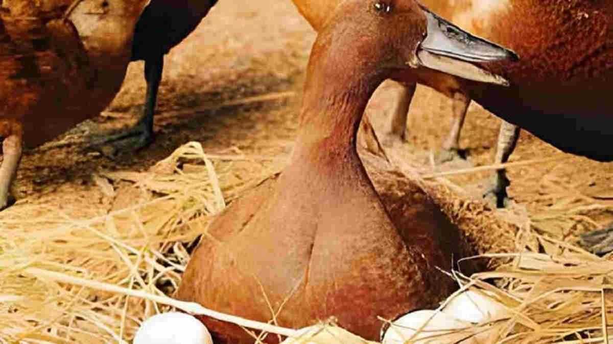 Inilah Kebutuhan Nutrisi Harian Itik Petelur untuk Produksi Maksimal