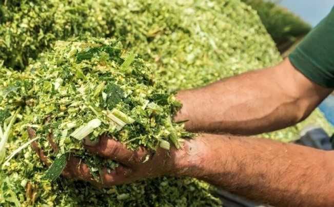 Keunggulan Pakan Fermentasi dalam Meningkatkan Produksi Telur Itik
