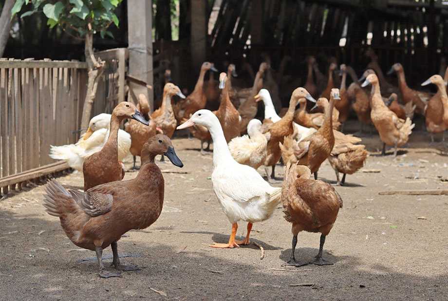Teknik Pemeliharaan Itik Petelur agar Produktivitas Optimal